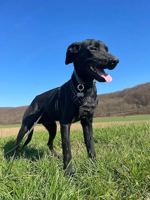 Kan, bildhübscher junger Rüde, Pointer Labrador Mix Bild 7