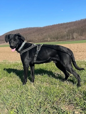 Kan, bildhübscher junger Rüde, Pointer Labrador Mix Bild 4
