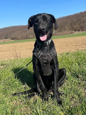 Kan, bildhübscher junger Rüde, Pointer Labrador Mix Bild 2