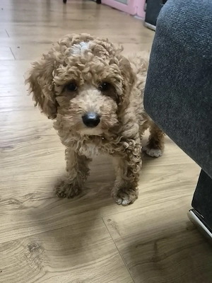 Zwergpudel Pudel welpen 