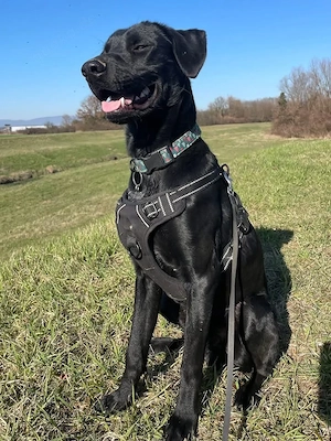 Kan, bildhübscher junger Rüde, Pointer Labrador Mix Bild 3