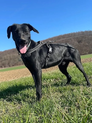 Kan, bildhübscher junger Rüde, Pointer Labrador Mix Bild 5