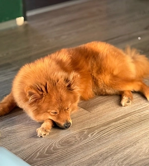 Japanischer  Zwergspitz   Pomeranian