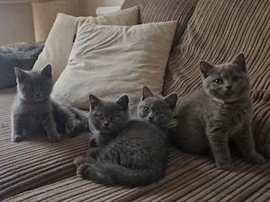 Gesunde männliche und weibliche Britischblaue Kätzchen