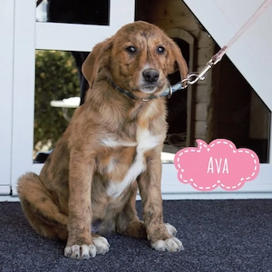 Ava, traumhaft schöner Mischlingswelpe, schon gut erzogen