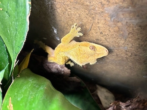 Kronengecko Männchen (Correlophus Ciliatus)  Bild 2