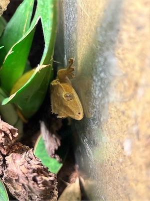 Kronengecko Männchen (Correlophus Ciliatus) 