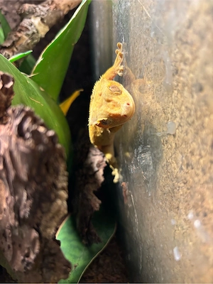 Kronengecko Männchen (Correlophus Ciliatus)  Bild 3