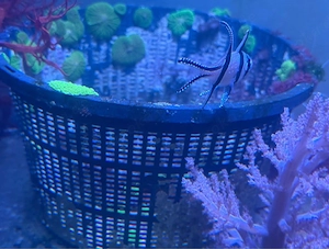 Meerwasser ca 40 korallen güne