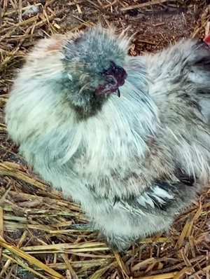 Seiden Hähne von 2025