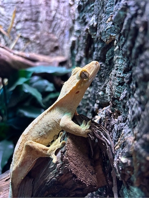 Pet Only Kronengecko Dame (Correlophus Ciliatus) 