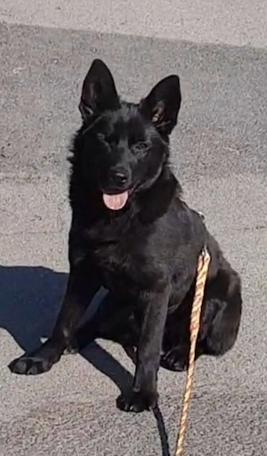 Süße Salt(6 Mon, 42 cm,11 kg)sucht liebevolles Zuhause 