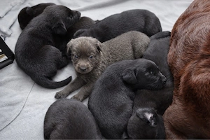 Labrador-Mischlingswelpen 