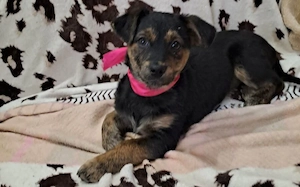 Amy sucht ein freies Körbchen Bild 4