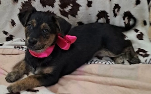 Amy sucht ein freies Körbchen Bild 3