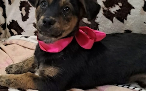 Amy sucht ein freies Körbchen Bild 2