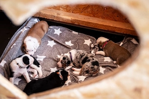 Aussiedor Welpen Australian Shephert Labrador Mix aus liebevoller Familienaufzucht   