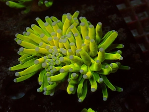 24k Holy Grail Torch | Euphyllia Glabrescens | LPS Korallen | Stein Korallen