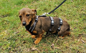 Kleine Soe sucht ein Zuhause Bild 2