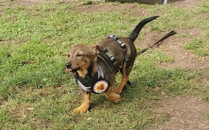 Kleine Soe sucht ein Zuhause Bild 4