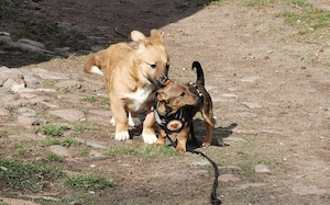 Kleine Soe sucht ein Zuhause Bild 3