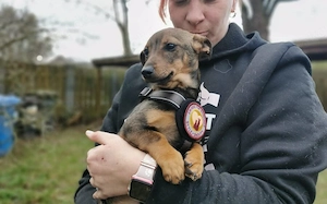 Kleine Soe sucht ein Zuhause Bild 5