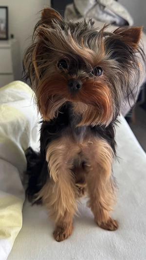 Yorkshire Terrier Deckrüde (kein Verkauf)