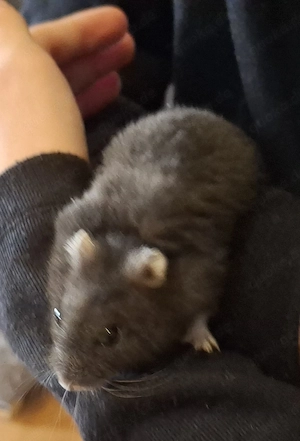 Zwerghamster + Zubehör 