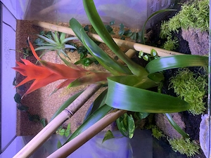 Suche Jungferngeckos 