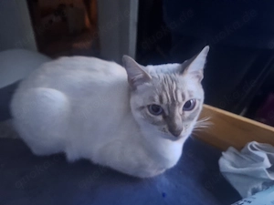 Bengal weiblich   7  Monate nicht kastriert 