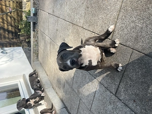 American Bully  Rüde sucht noch ein zuhause