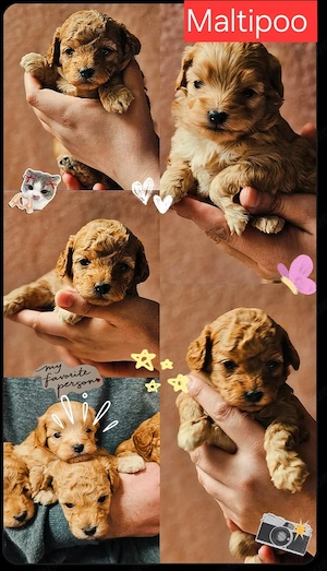 Wunderschöne Maltipoo Welpen