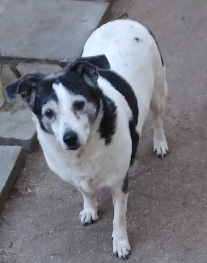 Xipsy, flotte Seniorin sucht neues Zuhause 