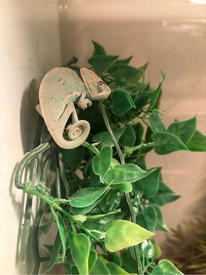 Chamäleon mit Terrarium