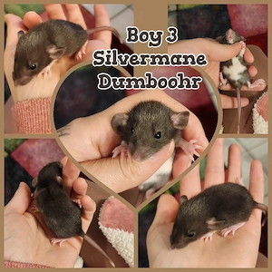 Osterangebot für die süßen Ratten Babys in dieser Anzeige 