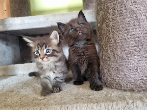 Maine Coon Mix Kitten