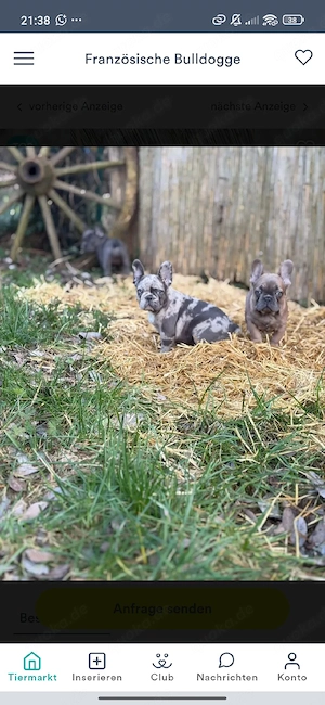 ein paar kleine französische Bulldoggen  suchen noch