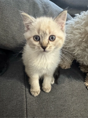 Süße British Kurzhaarkätzchen (BKH) zu verkaufen