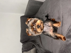 Yorkshire Terrier Mini Deckrüde sucht Hündin  Bild 3