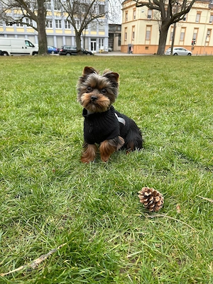 Yorkshire Terrier Mini Deckrüde sucht Hündin  Bild 2