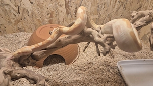 Boa constrictor 1.0 IMG Sunglow 66% het Leopard poss. Jungle 