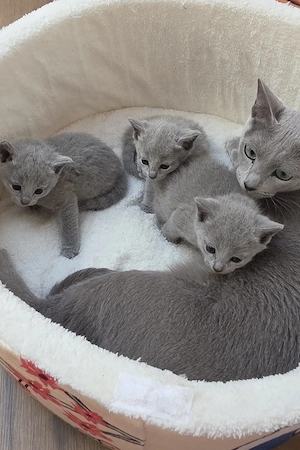 Reinrassige Russisch Blau Kätzchen