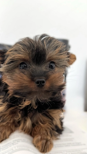 Yorkshire Terrier Welpe