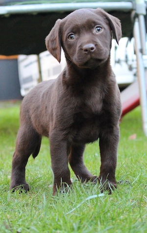 Labrador Welpen, reinrassige Labrador Welpen, Schoko