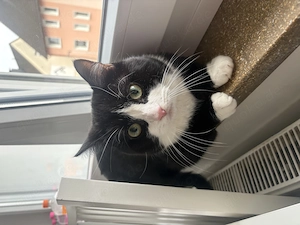 Kleiner Kater sucht dringend zuhause 