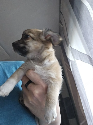 Süsse Chihuahua Welpen 