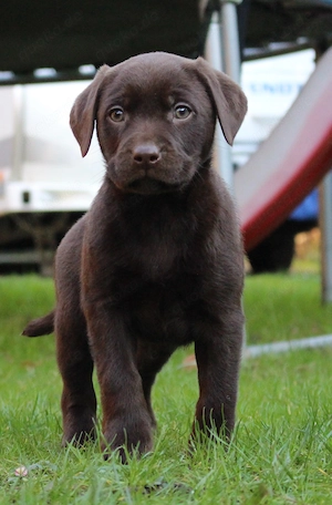Labrador Welpen, reinrassige Labrador, schokobraun