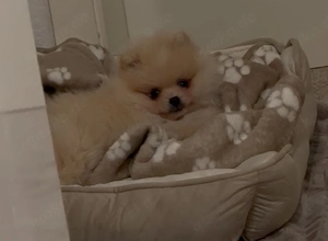 Pomeranian Welpe