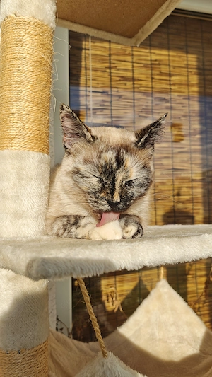 Tortiepoint Siamkatze Ruby