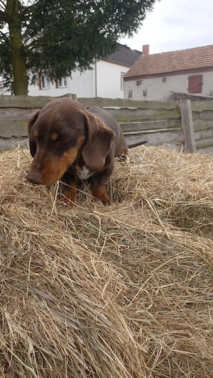 Dackel Rüde abzugeben 